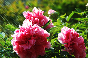 6.洛阳牡丹.jpg 6.洛阳牡丹.jpg